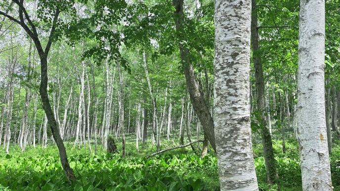 *周辺（白樺）/シラカバの立ち並ぶ林は心地よい木陰を落としてくれます