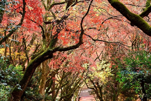 紅葉の鶏足寺へも車で２５分！