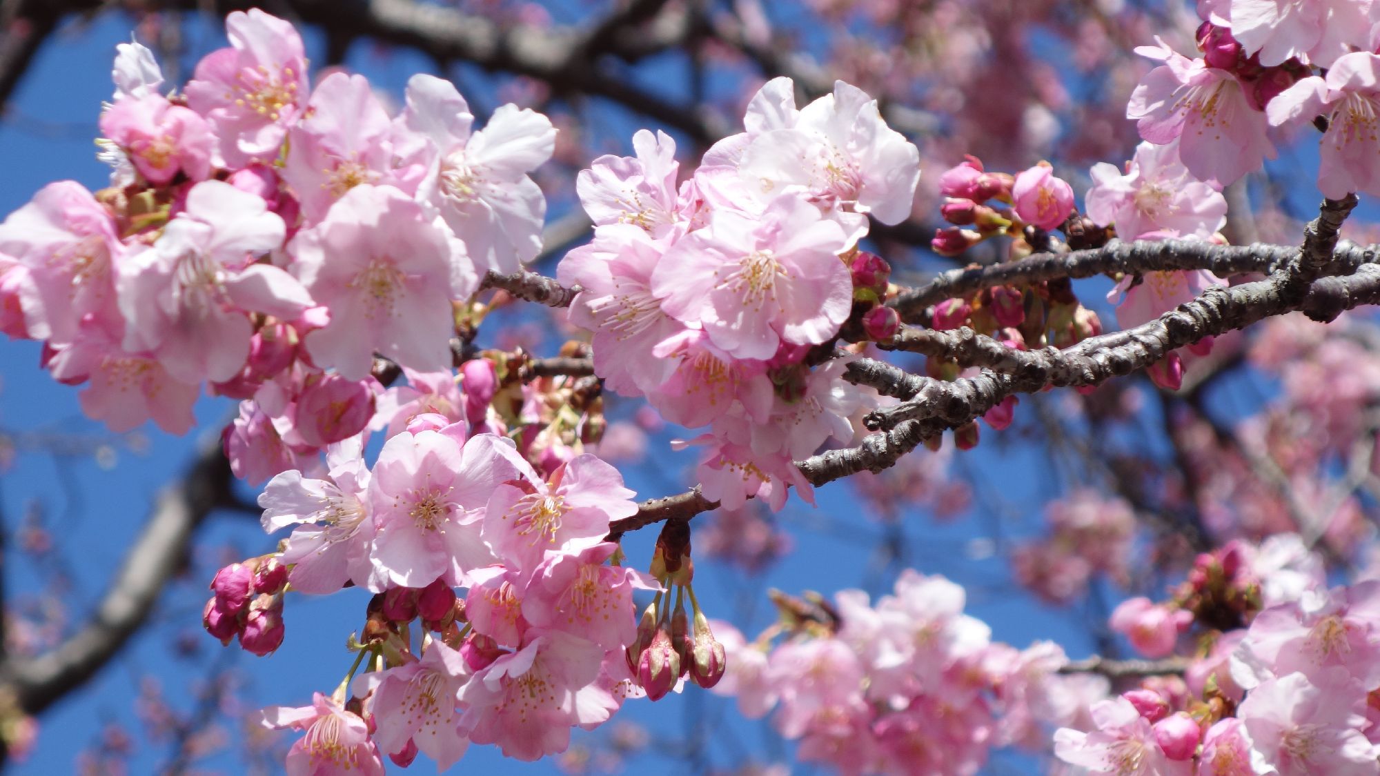 河津桜原木アップ