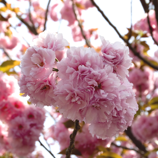 *八重桜（イメージ）