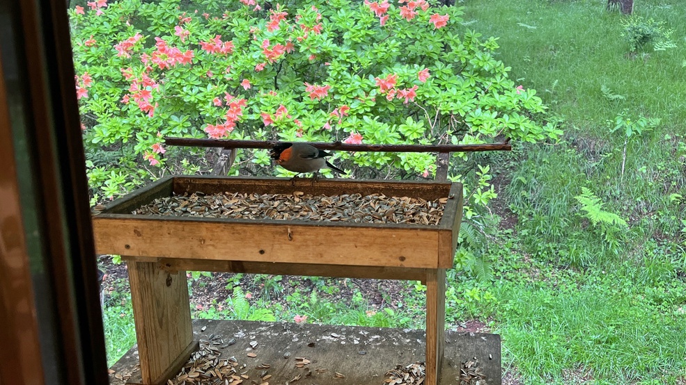 *［野鳥が遊びに来る♪食事処一例］一年中野鳥が訪れ窓からはその様子が間近でご覧いただけます