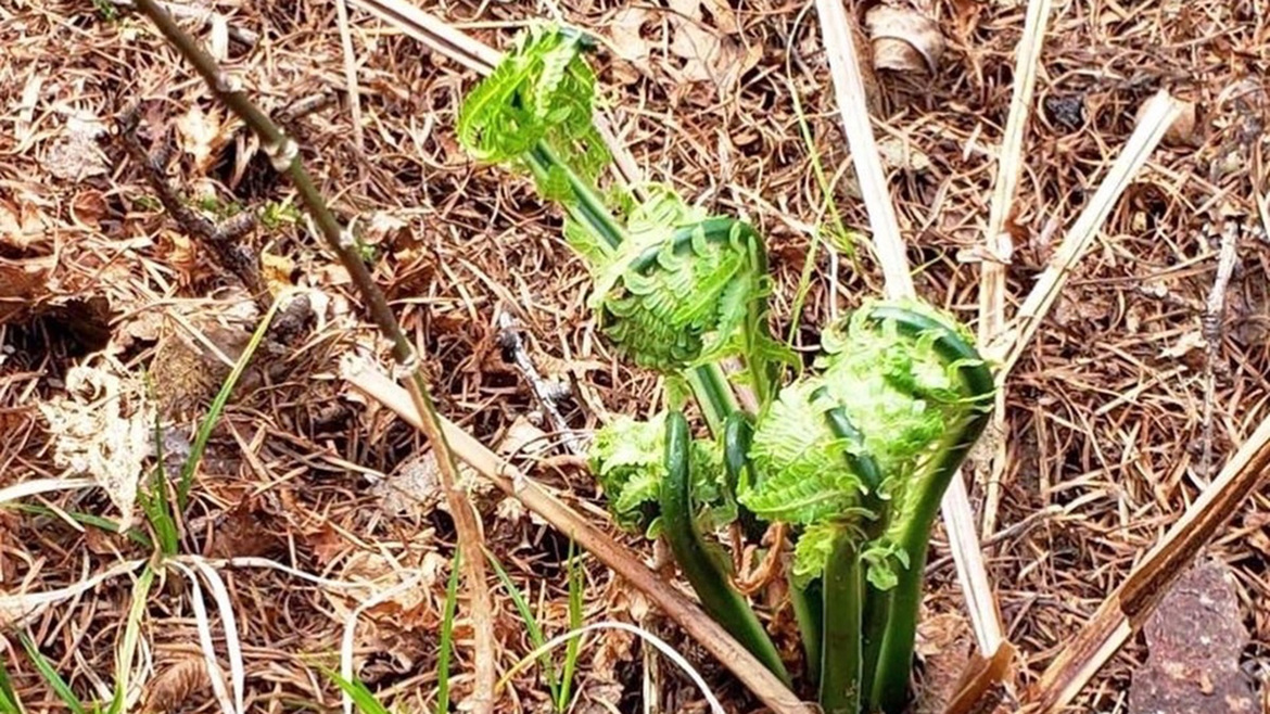 *［風景］高原のさまざまな草花を観察することが出来ます♪