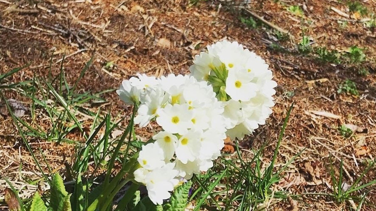 *［風景］高原のさまざまな草花を観察することが出来ます♪