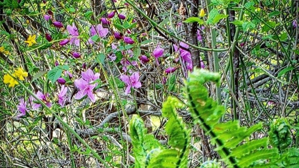 *当館の周りは自然でいっぱい！季節の花々を鑑賞いただけます。