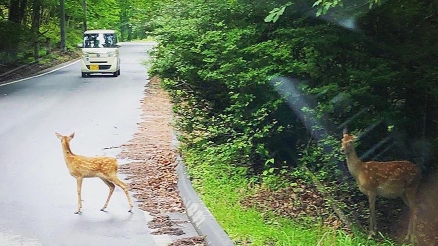 *［風景］八千穂には野生の動物も多く暮らしています。新しい出会いがあるかも。