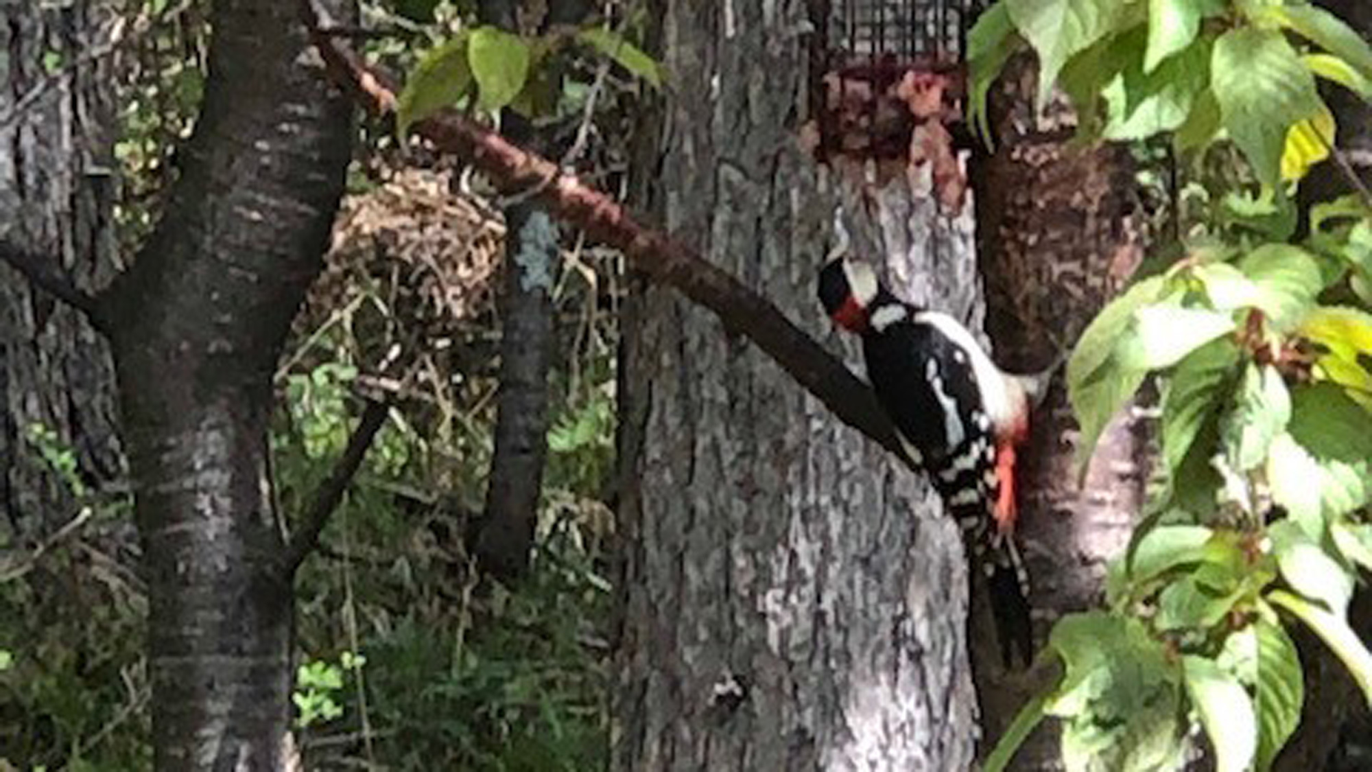 *［八千穂高原の野鳥たち］当館は、多くの野鳥に出会える「日本野鳥の会協定旅館」です