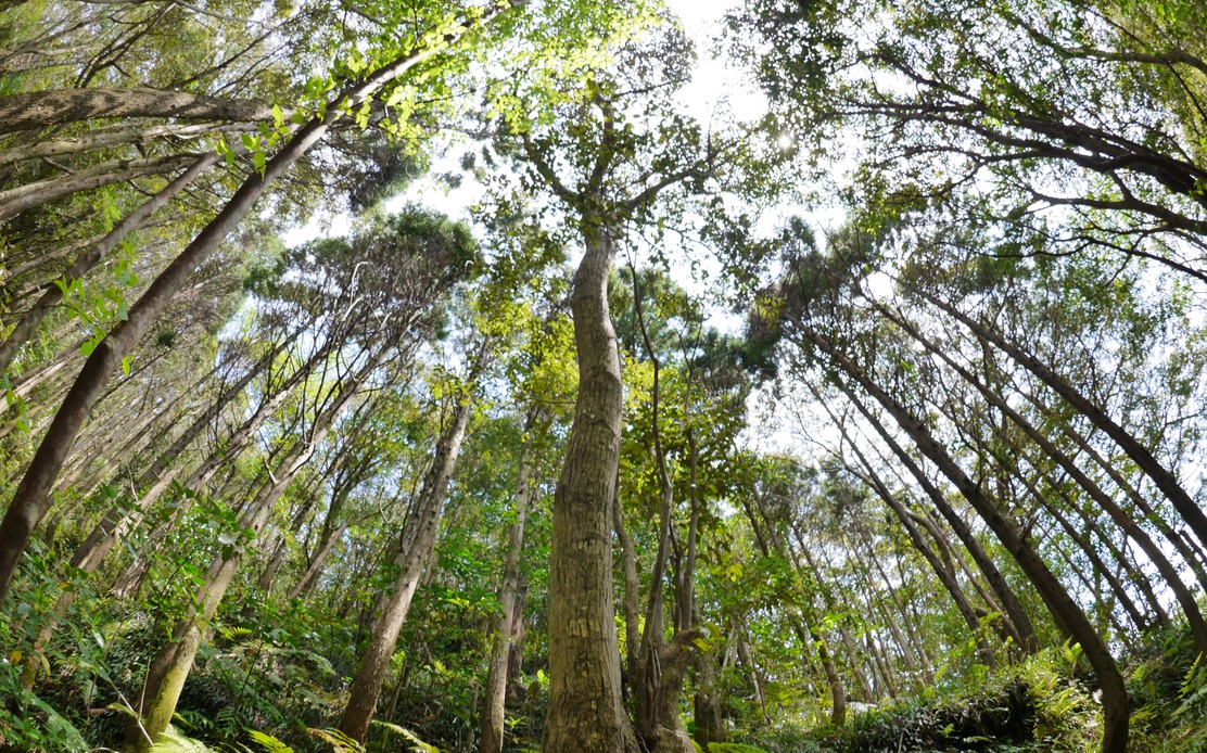 ポットポールの原生林