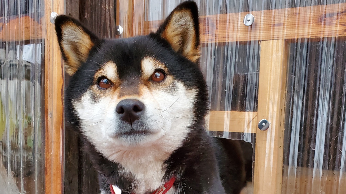 当館の看板犬です♪