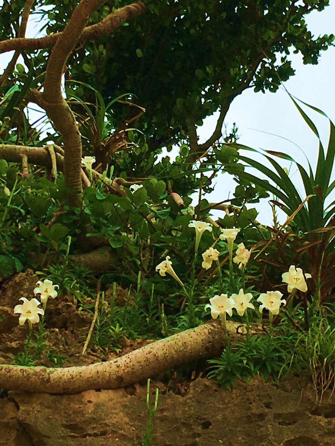 GW前頃に、野生のてっぽゆりが川平一帯に咲くよ！