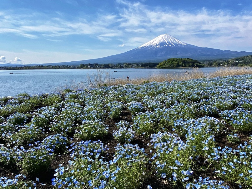 富士山とネモフィラ-5月