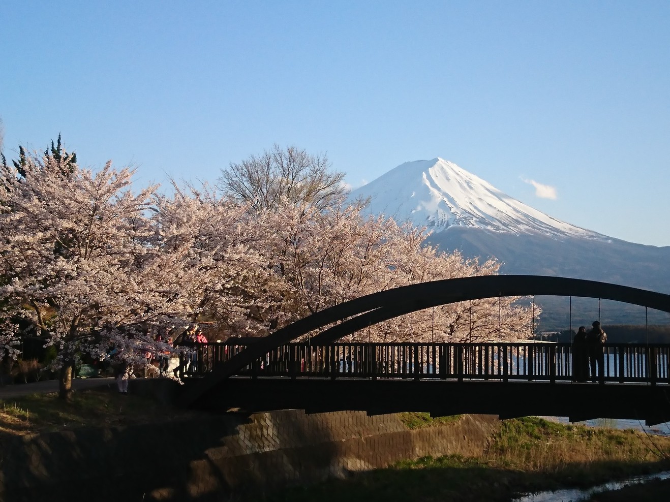 桜富士山②-4月-（北岸遊歩道/当施設より徒歩2分）