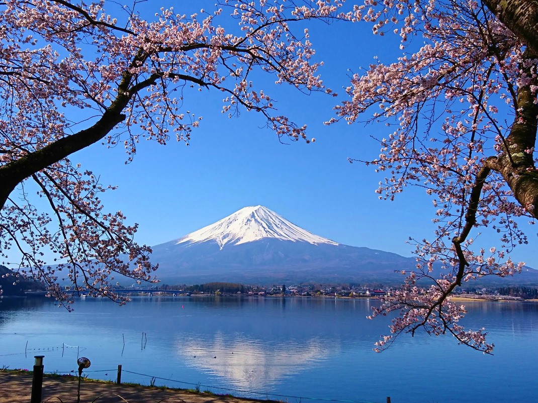 桜富士山①-4月-（北岸遊歩道/当施設より徒歩2分）