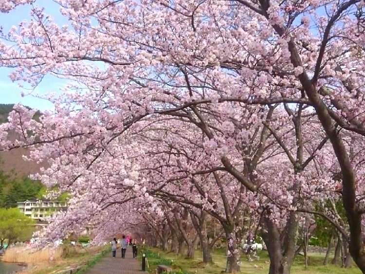 桜①-4月-（北岸遊歩道/当施設より徒歩2分）