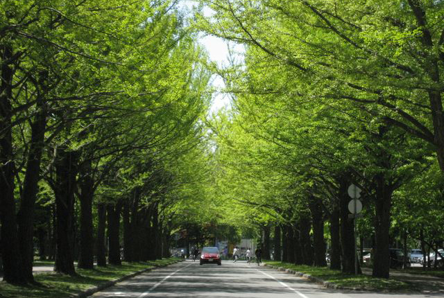 北海道大学