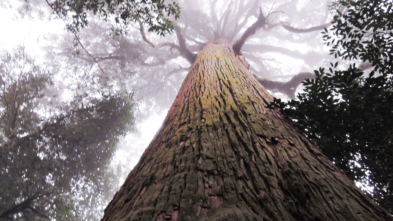 *【市房山の千年杉】パワースポットとしても知られる原生林があります。