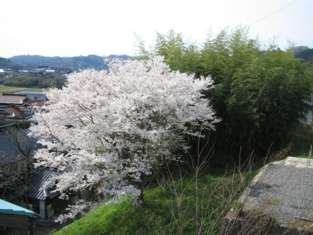 客室から見える風景（春）