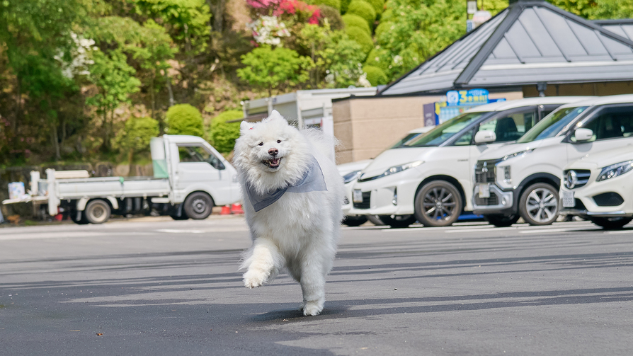 エンジェル君