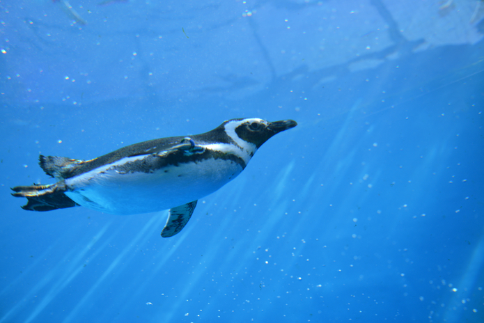 上越市立水族博物館うみがたりペンギン