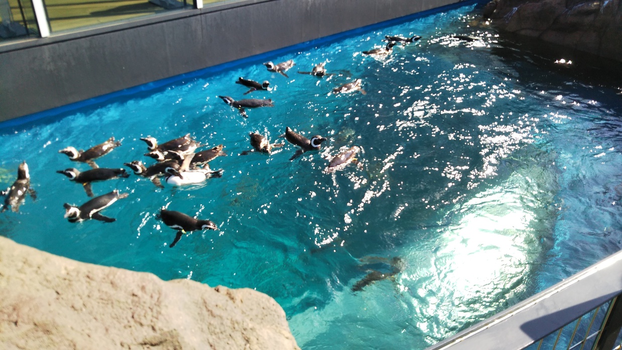 上越市立水族博物館うみがたりペンギンプール