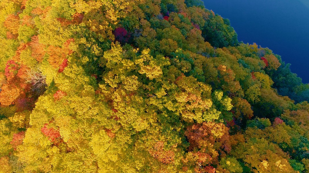 紅葉