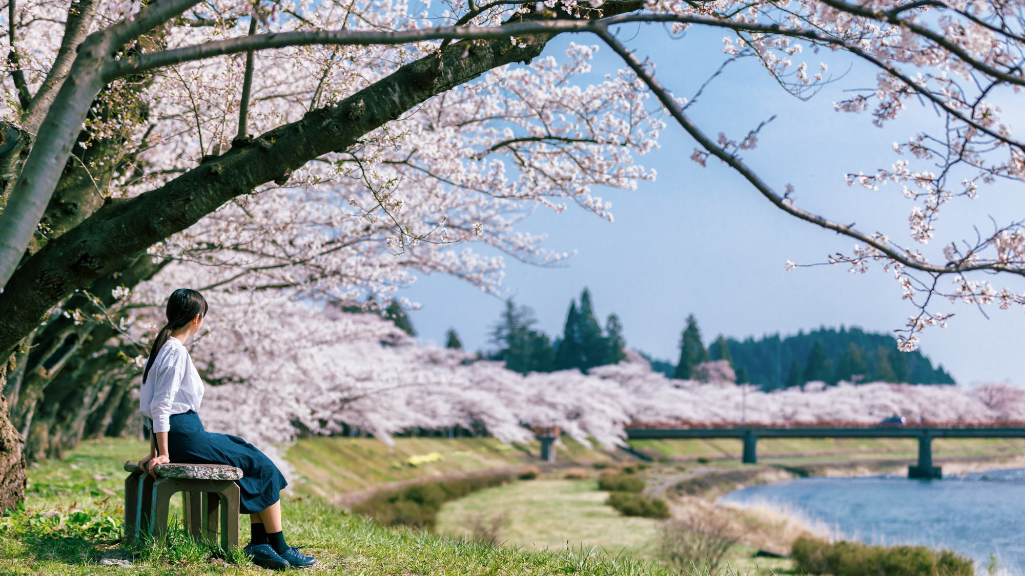 桧木内川堤の桜