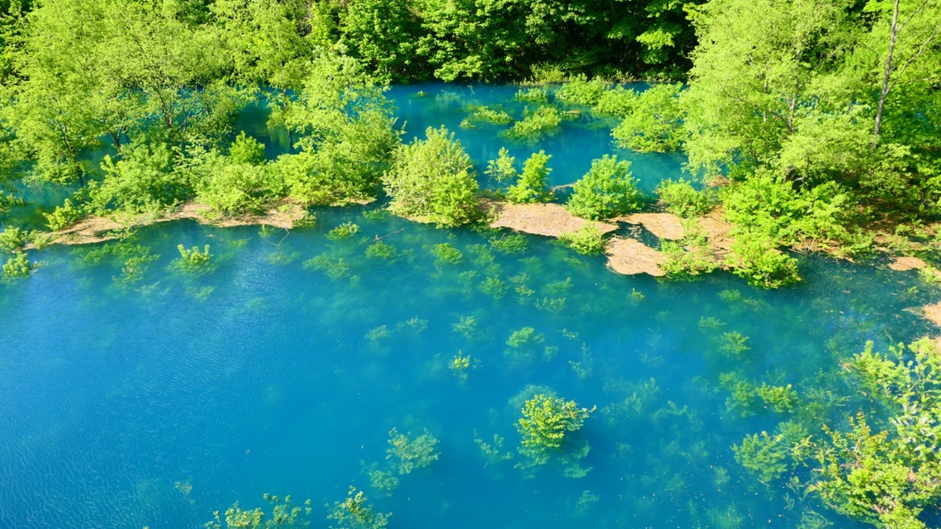 秋扇湖の水没林