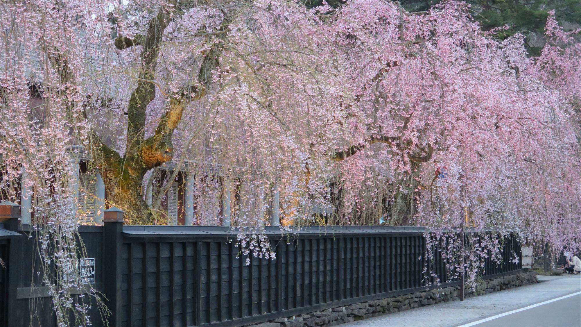 伝承館の桜はライトアップされます！