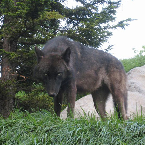 旭山動物園のオオカミの森