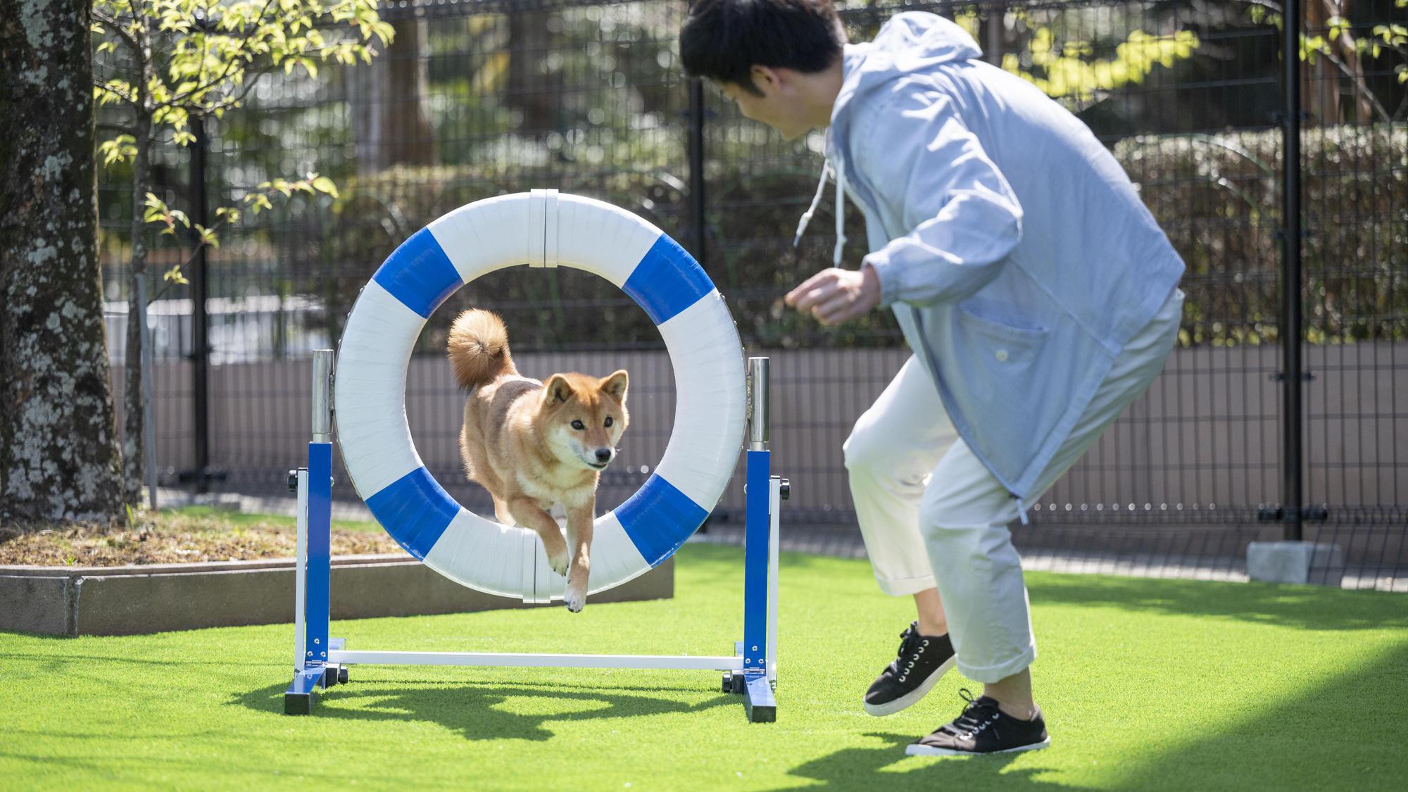 dog park ：アジリティの練習にも♪