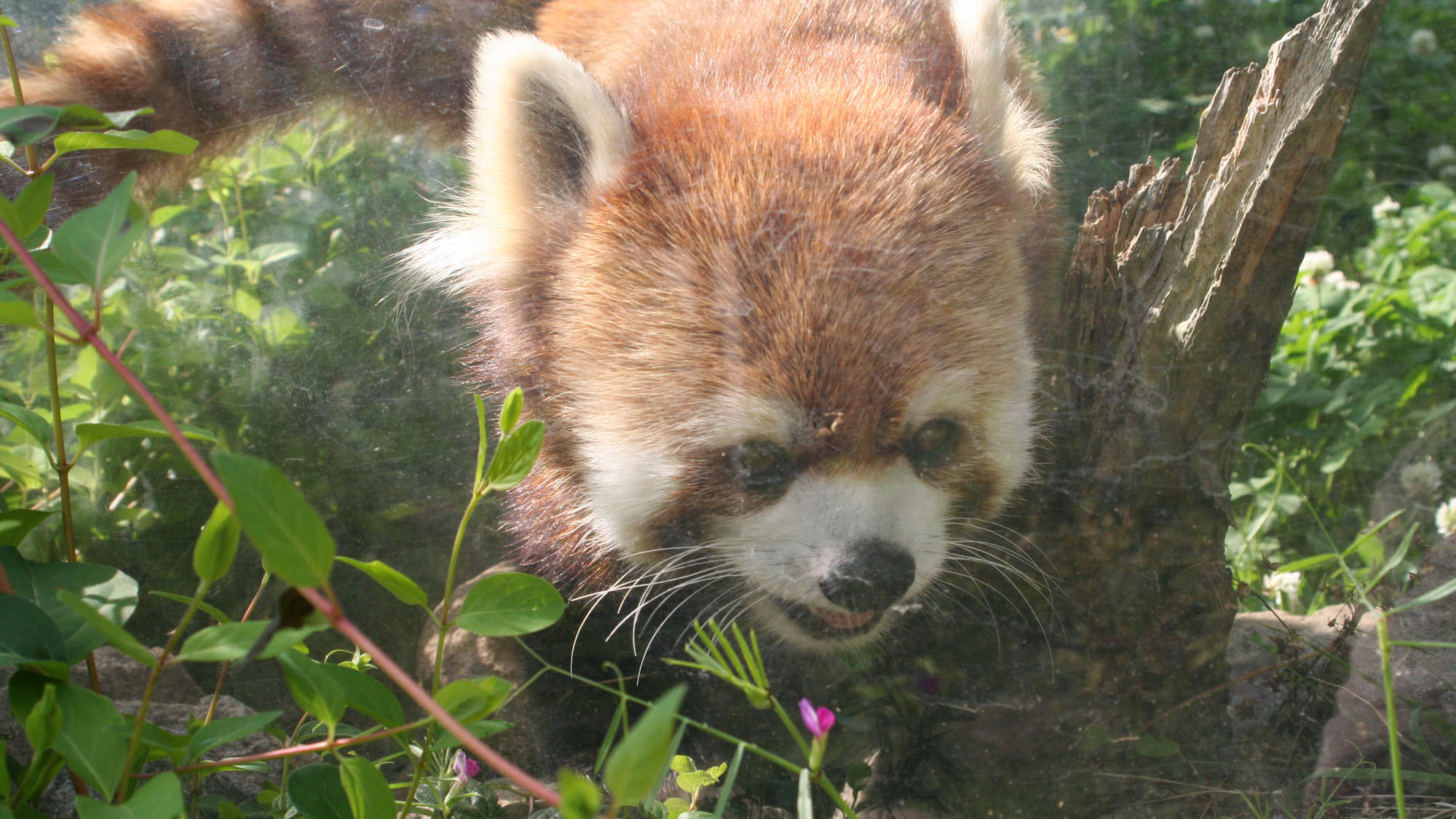 【茶臼山動物園】当館から車で15分