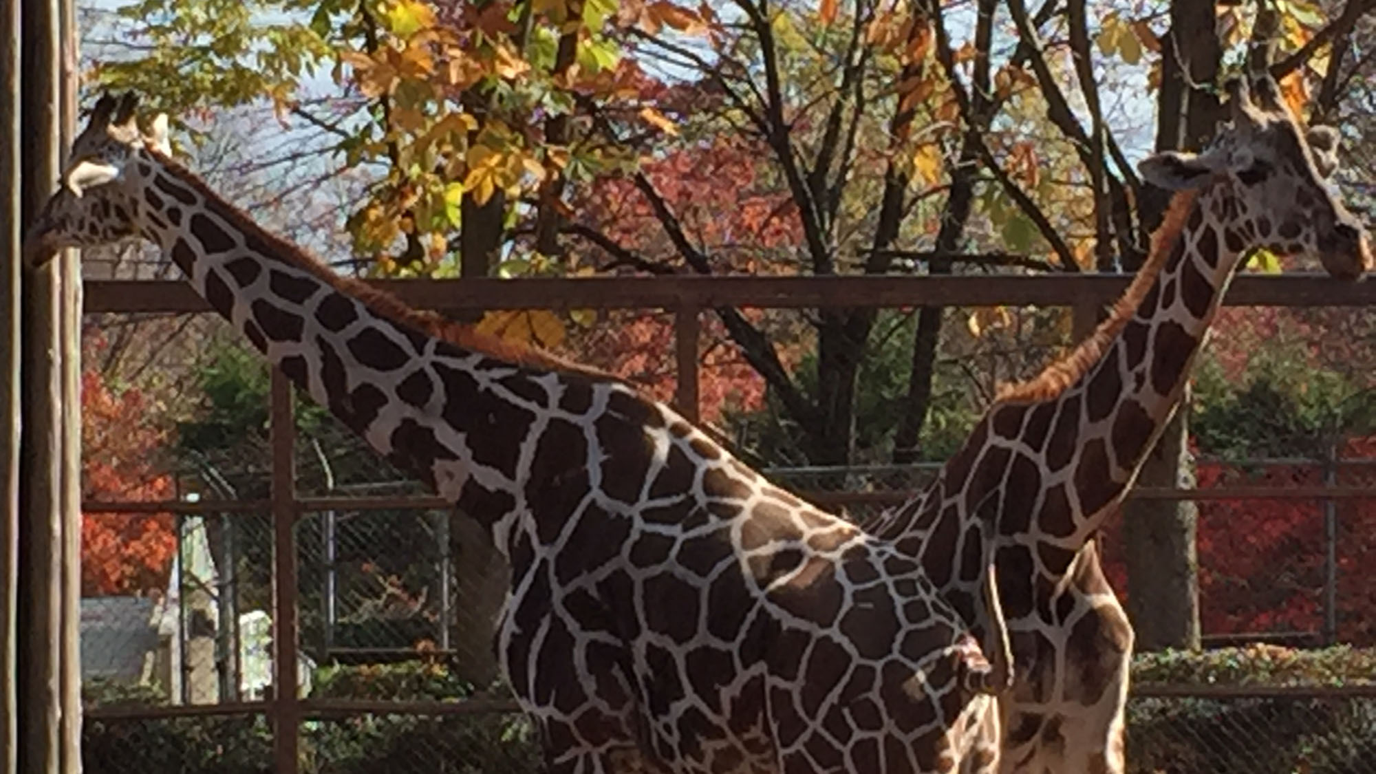 【茶臼山動物園】きりんも間近で見ることができます