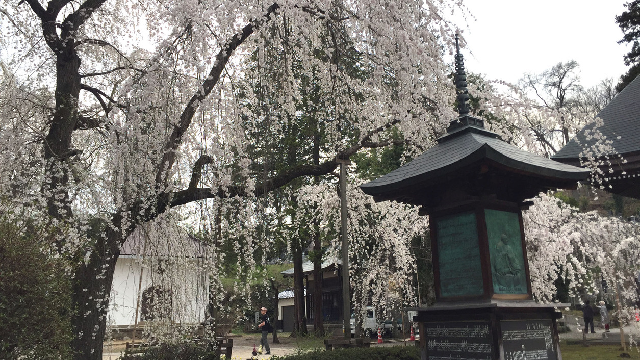 光林寺の桜