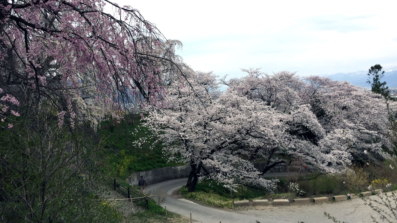 光林寺の桜