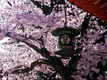 春の京都イメージ