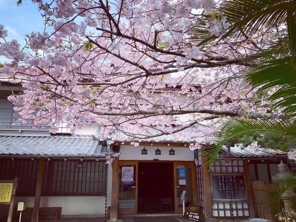 玄関桜
