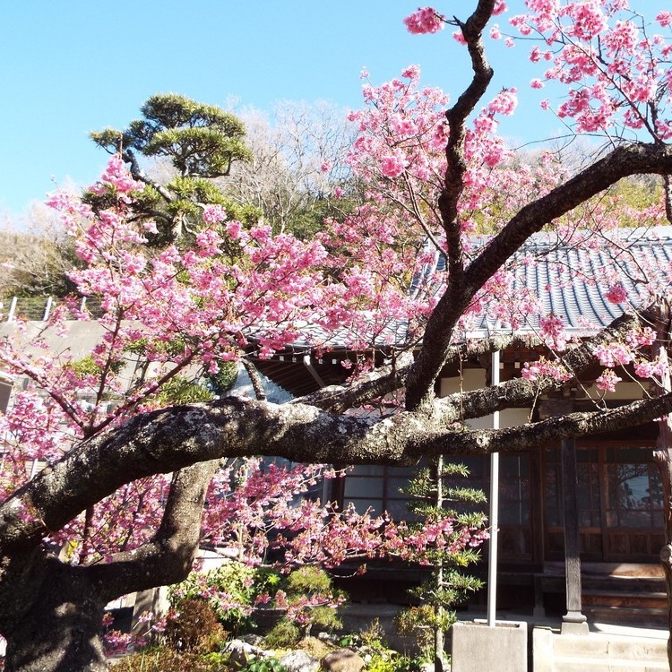 当館近くの萬福寺に咲く土肥桜