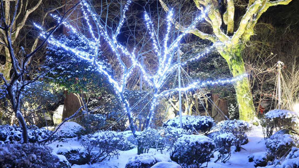 【庭園 冬】ライトアップで幻想的な冬の庭園