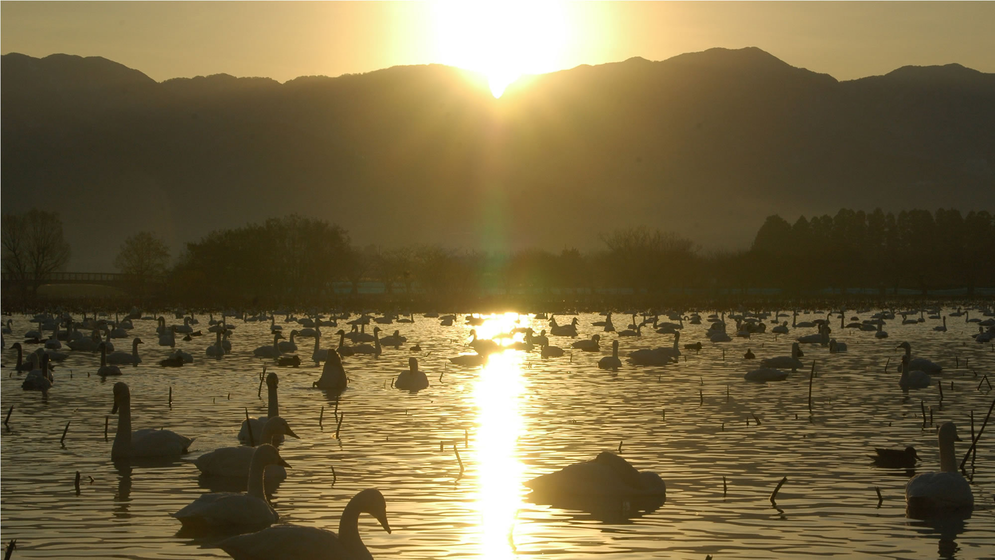 【瓢湖 白鳥】白鳥見学は早朝がオススメ！日の出により金色に輝く湖面と白鳥が美しいです。