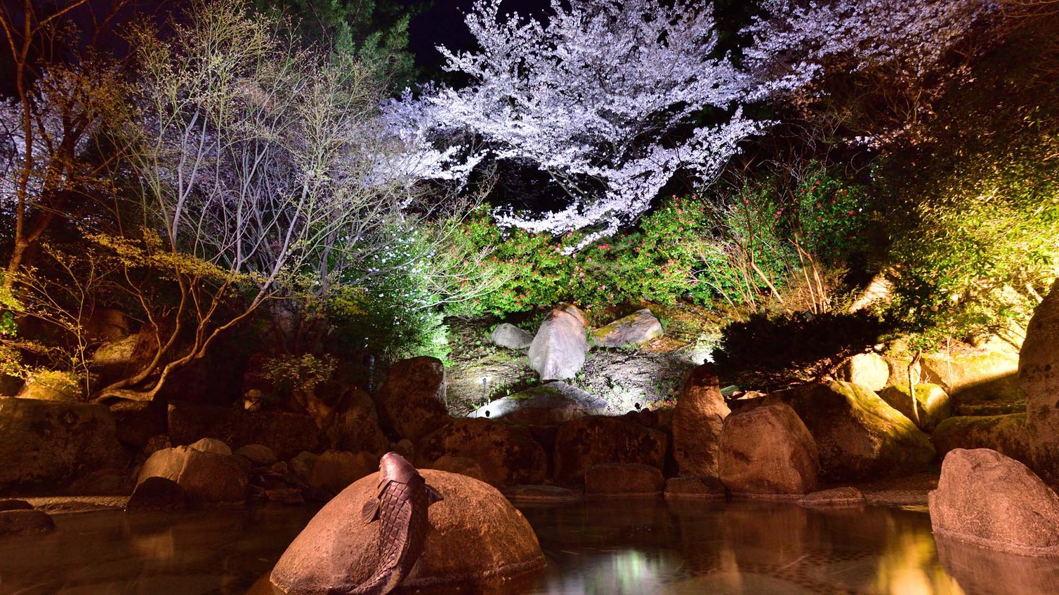 ライトアップされた夜桜