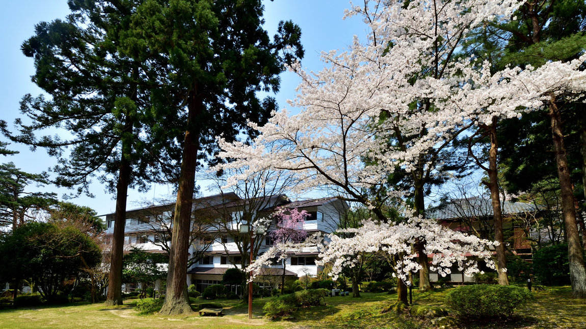 【庭園春】毎年4月中旬から桜が庭園に咲き誇ります