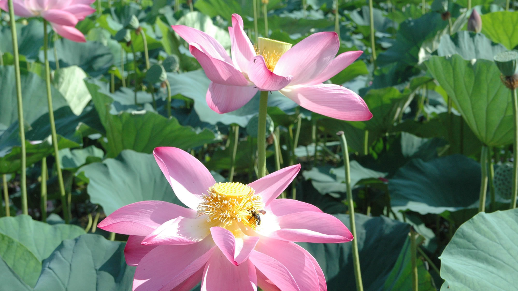 【瓢湖】夏には美しい蓮の花が咲き乱れます