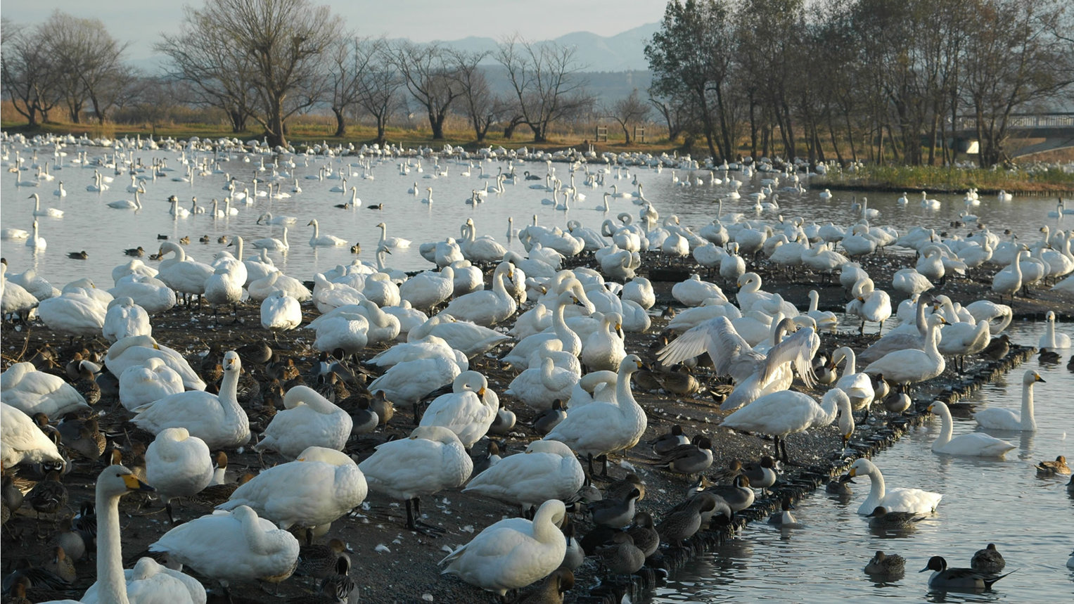 【瓢湖 白鳥】瓢湖には毎冬6，000羽以上もの白鳥が飛来します。