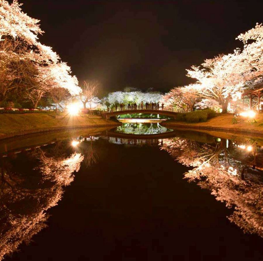 夜桜ライトアップ（毎年3月下旬〜4月中旬）はままつフラワーパーク