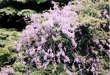 客室や川床の向かい側の藤の花