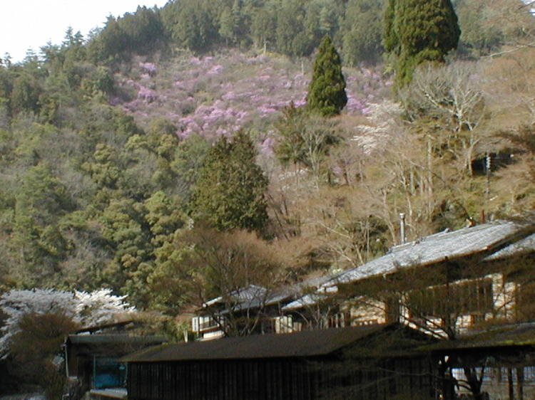 桜とつつじ