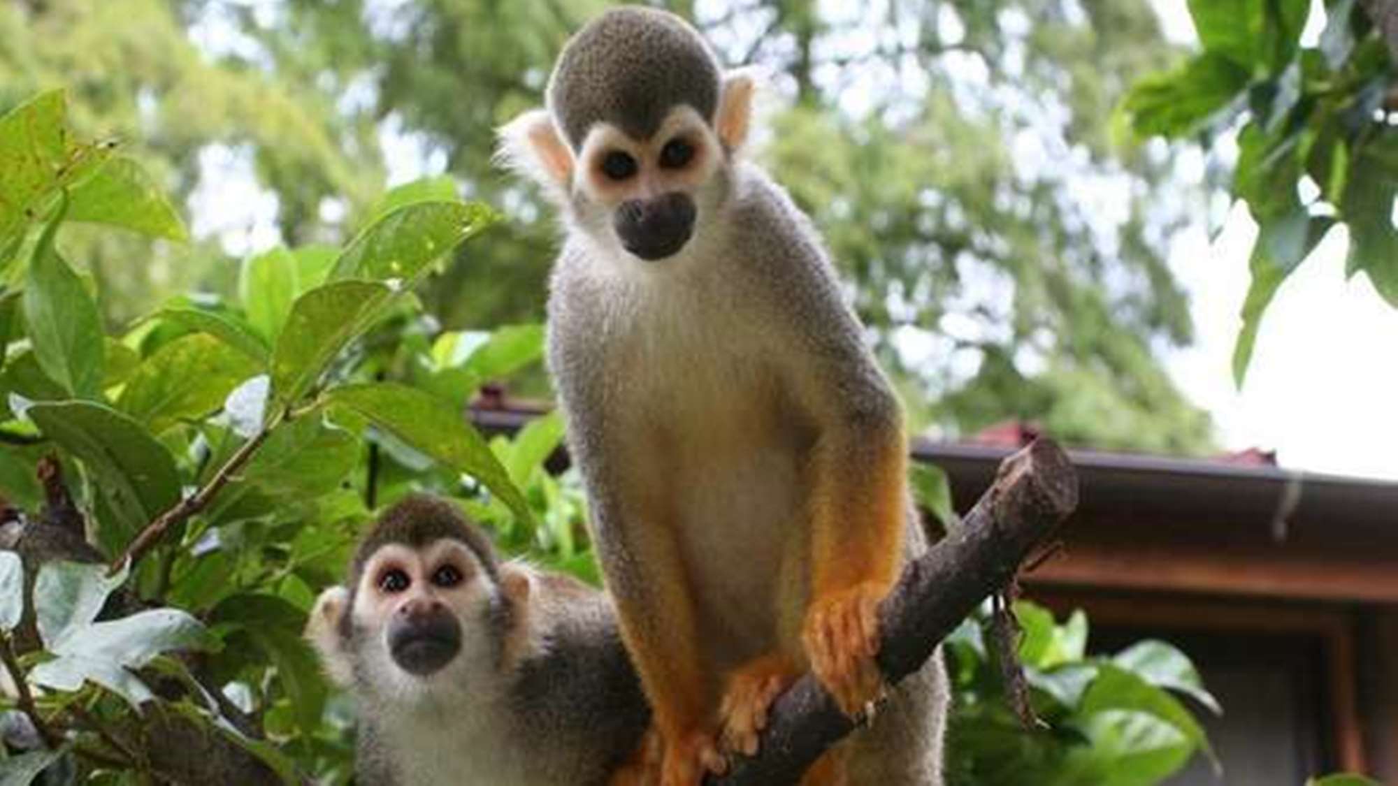 【西海国立公園 九十九島動植物園 森きらら】リスザル