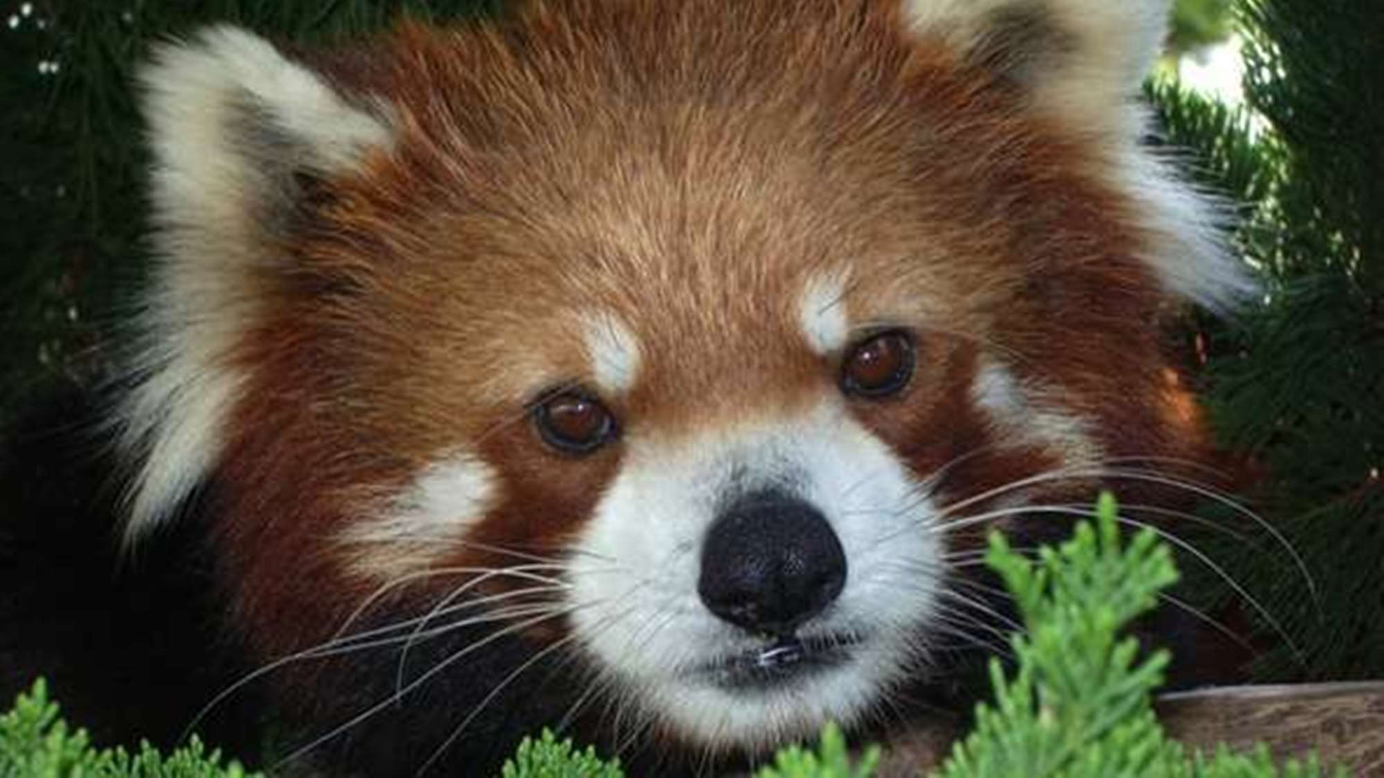 【西海国立公園 九十九島動植物園 森きらら】レッサーパンダ。広い敷地内に子どもたちが大好きな動物達。