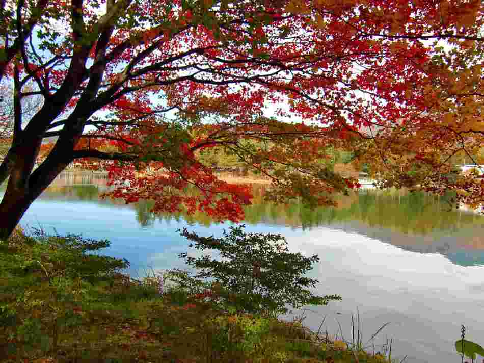 湖畔の紅葉