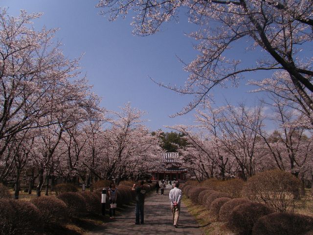 徒歩10分薬師寺分院蓼科山聖光寺（4月下旬から５月初旬見頃）