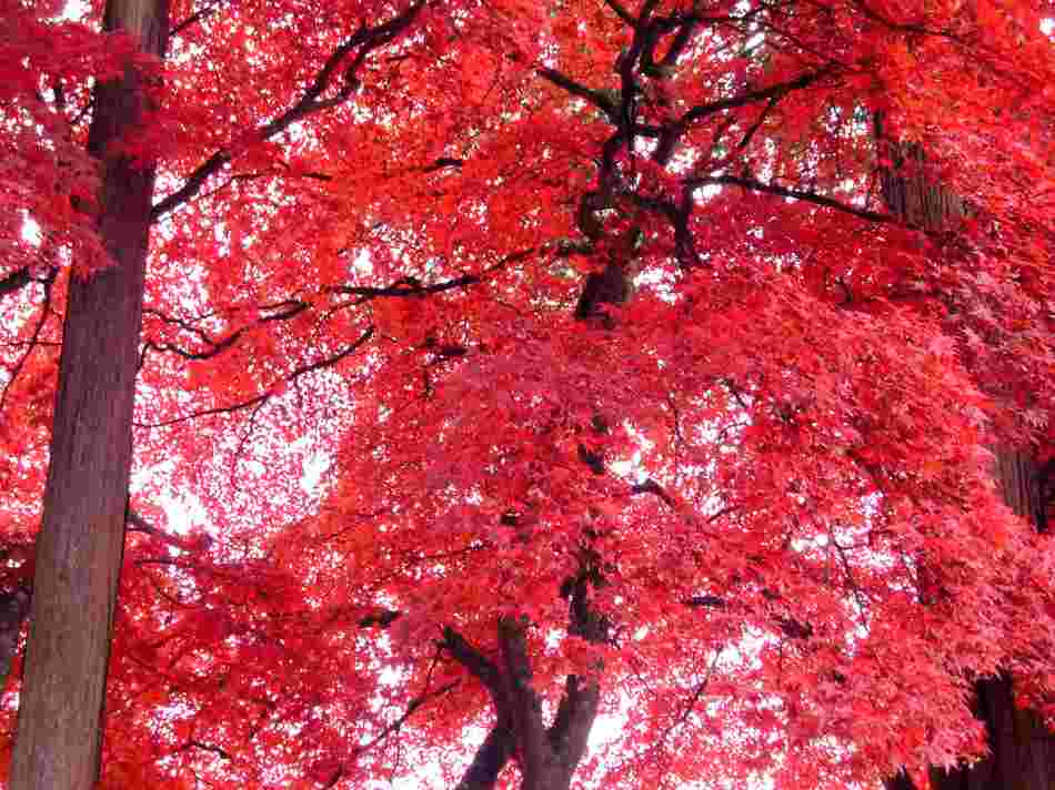 湖畔の紅葉